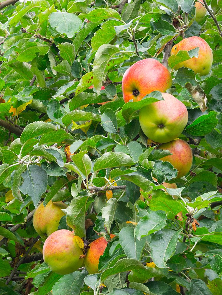USA-Washington State Ripe apples hanging on tree limbs